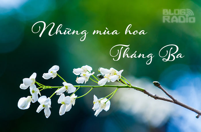 Những mùa hoa tháng ba