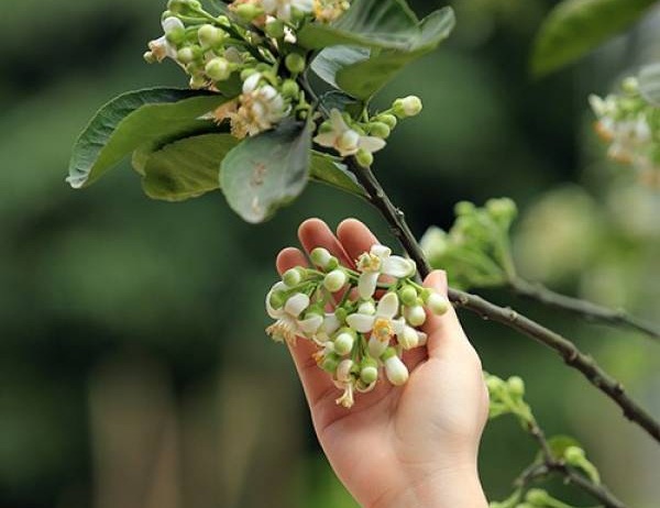 <br />
Cô gái à chở tháng ba đi đâu?