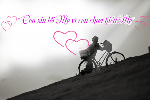 Con xin lỗi