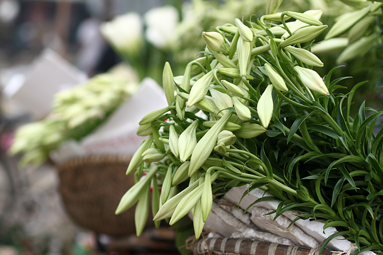 Tháng tư về xao xuyến một mùa hoa