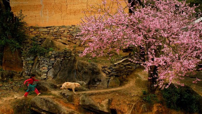 Chùm thơ: Say giữa trời xuân (Nguyễn Thành Giang)