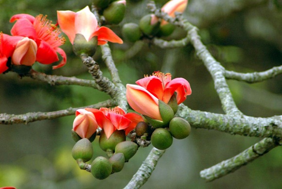 Những mùa hoa tháng ba