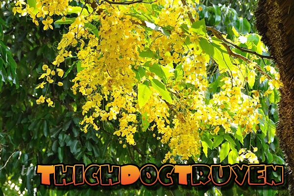 Hoa bò cạp